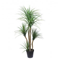 DRACAENA NP_28_155 Ύψος 155cm