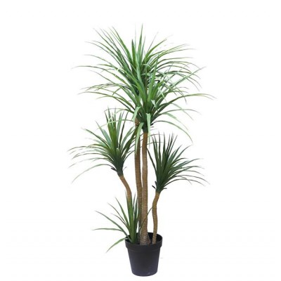 DRACAENA NP_28_155 Ύψος 155cm