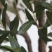 OLIVE TREE NP439_150 Ύψος 150cm