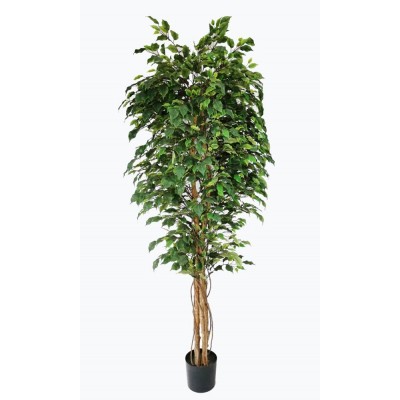 FICUS TREE NP230_210_UV Ύψος 210cm