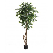 FICUS TREE NP5209_180 Ύψος 180cm