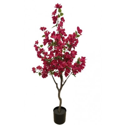 BOUGAINVILLEA NP_70_120 Ύψος 120cm